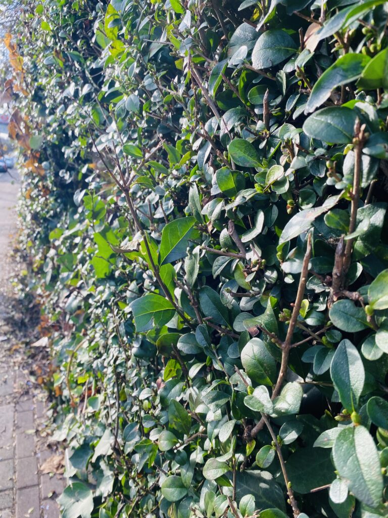 Hedges