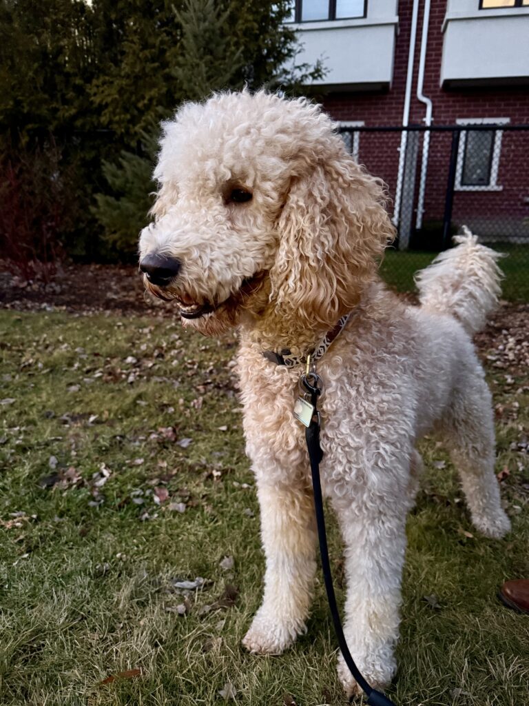 dog