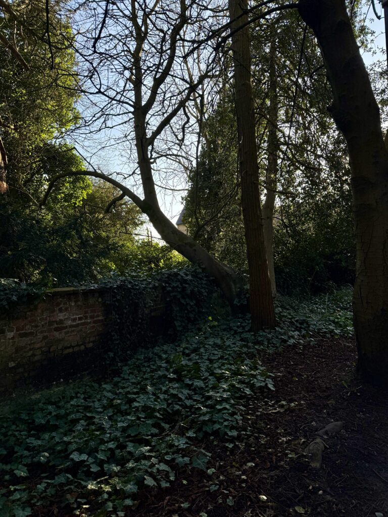 hedges and brick